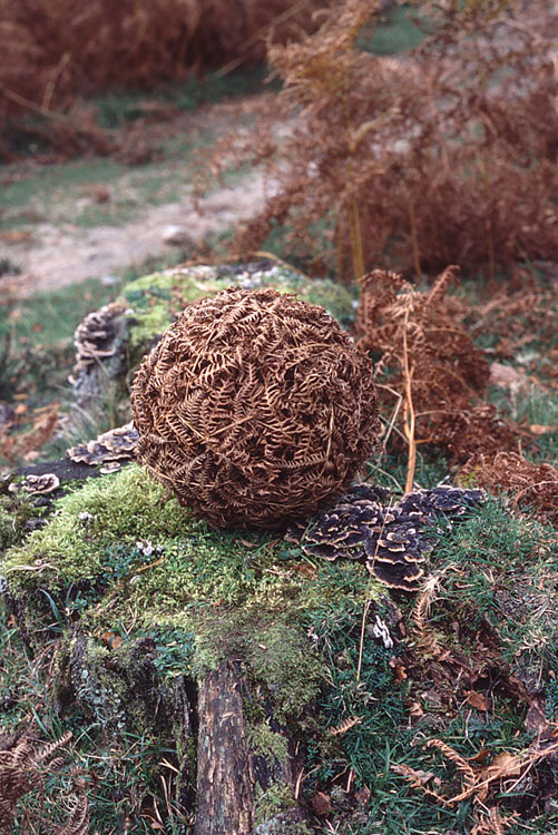 Woven bracken ball
Langholm, Scotland
November 1985 by Andy Goldsworthy