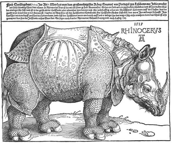 The Rhinoceros by Albrecht Dürer