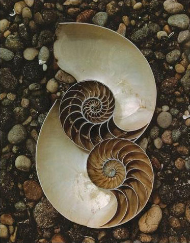 Nautilus shells, 1947 by Edward Weston