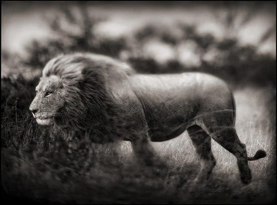 Windswept Lion, Serengeti, 2002 by Nick Brandt