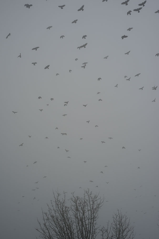 1/18/2013, 1:31:52 PM: Crows flying above a bare treetop on a foggy day