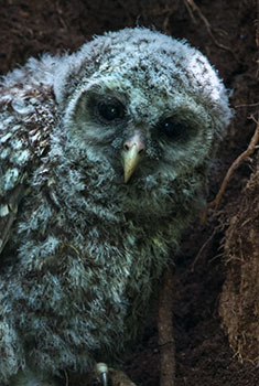 Link to monthly image blog