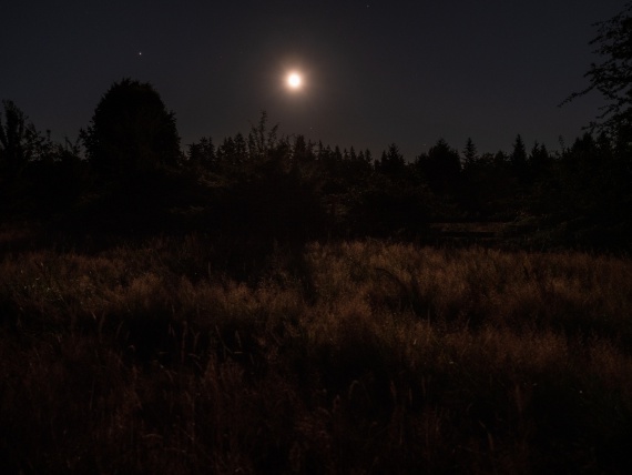 night scene along Tolt Pipeline Trail