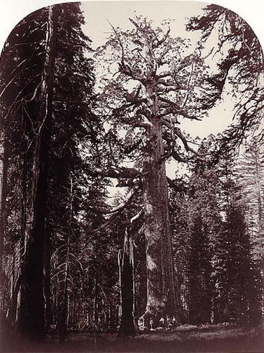 American, 1829-1916, California landscapes, photos helped establish Yosemite Valley as National Park, mammoth cameras and stereoview images