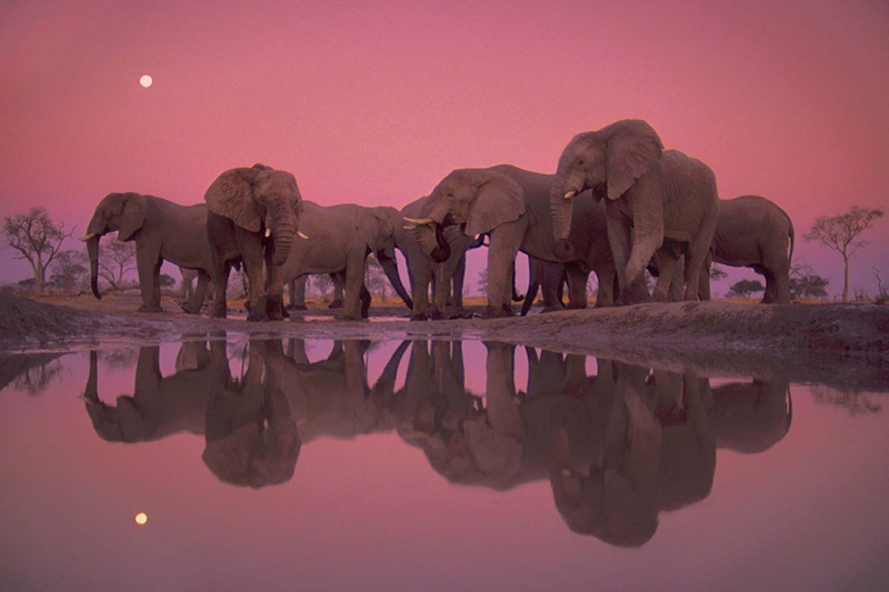<p><b>Frans Lanting</b>, <i>African elephants at twilight, Loxodonta africana, Chobe National Park, Botswana</i>.</p>