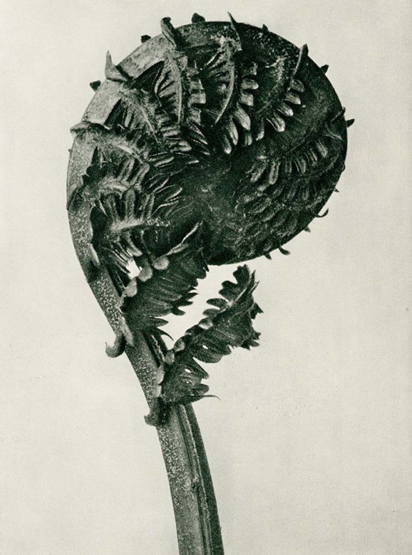 <p><b>Karl Blossfeldt</b>, <i>Struthiopteris germanica (magnified 8 times)</i>, 1928.</p>