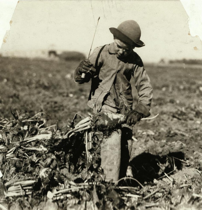 <p><b>Lewis Hine</b>, <i>Seven-year-old Alex Reiber topping. He said, "I hooked me knee with the beet-knife, but I jest went on a-workin'." Location: Sterling [vicinity], Colorado.</i> October 23rd, 1915.</p>
