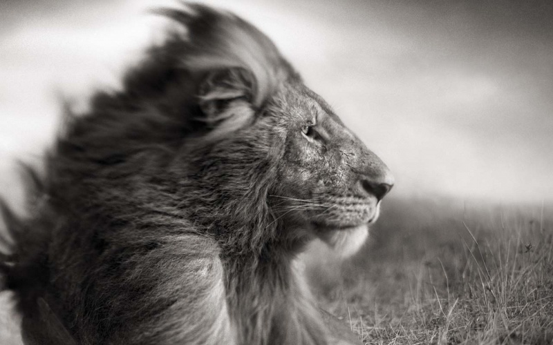 <p><b>Nick Brandt</b>, <i>Lion Before Storm Sitting Profile, Masai Mara</i>, 2006.</p>