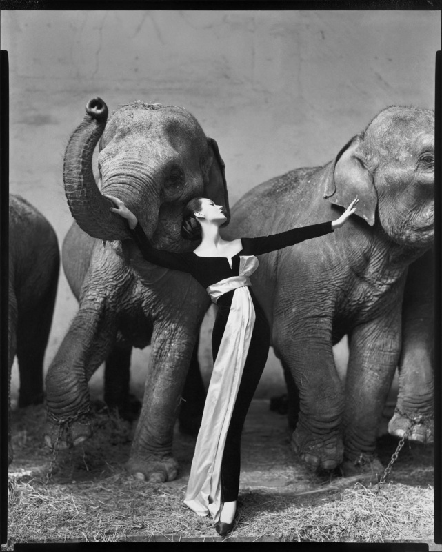<p><b>Richard Avedon</b>, <i>Dovima with elephants, evening dress by Dior, Cirque d'Hiver, Paris, August 1955</i>.</p>