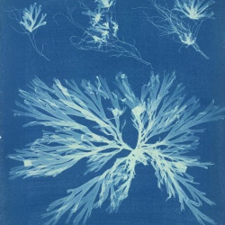 <p><b>Anna Atkins</b>, <i>Dictyota dichotoma</i>, 1843-1853.</p>