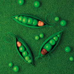 <p><b>Anne Geddes</b>, from the series 'Down in the Garden'.</p>