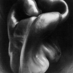 <p><b>Edward Weston</b>, <i>Pepper No. 30</i>, 1930.</p>