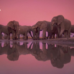 <p><b>Frans Lanting</b>, <i>African elephants at twilight, Loxodonta africana, Chobe National Park, Botswana</i>.</p>