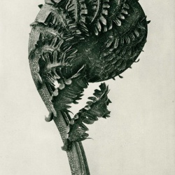 <p><b>Karl Blossfeldt</b>, <i>Struthiopteris germanica (magnified 8 times)</i>, 1928.</p>
