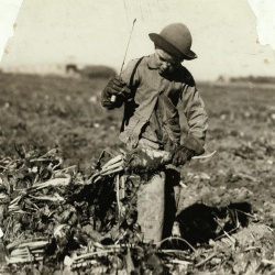 <p><b>Lewis Hine</b>, <i>Seven-year-old Alex Reiber topping. He said, "I hooked me knee with the beet-knife, but I jest went on a-workin'." Location: Sterling [vicinity], Colorado.</i> October 23rd, 1915.</p>