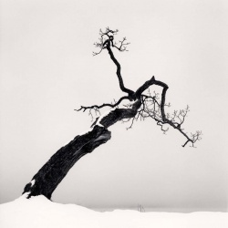 <p><b>Michael Kenna</b>, <i>Kussharo Lake Tree, Study 4, Kotan, Hokkaido, Japan</i>, 2007.</p>