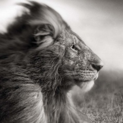 <p><b>Nick Brandt</b>, <i>Lion Before Storm Sitting Profile, Masai Mara</i>, 2006.</p>