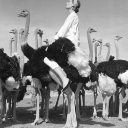 <p><b>Norman Parkinson</b>, <i>Wenda and Ostriches</i>, British Vogue, 1951.</p>