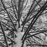<p><b>Albert Renger-Patzsch</b>, <i>Branches of a Solitary Spruce</i>, circa 1960.</p>