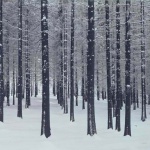 <p><b>Albert Renger-Patzsch</b>, <i>Fir Trees in Winter</i>, 1956.</p>