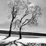 <p><b>Alfred Eisenstaedt</b>, <i>Trees in Snow, St. Moritz</i>, 1947.</p>