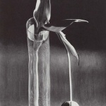 <p><b>André Kertész</b>, <i>Melancholic Tulip</i>, 1939.</p>