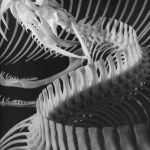<p><b>Andreas Feininger</b>, <i>Skeleton Structure of a Viper Snake</i>, 1951.</p>