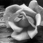 <p><b>Ansel Adams</b>, <i>Rose and Driftwood, San Francisco, CA</i>, 1932</p>