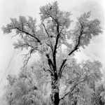 <p><b>Ansel Adams</b>, <i>Oak Tree, Snow Storm, Yosemite</i>, 1948</p>