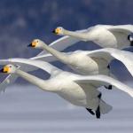 <p><b>Art Wolfe</b>, <i>Three Whooper Swans in Unison, Hokkaido Island, Japan</i>.</p>