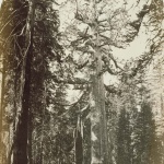 <p><b>Carleton Watkins</b>, <i>Grizzly Giant, Mariposa Grove, 32 feet diameter</i>, 1861.</p>