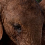 <p><b>Colin Finlay</b>, <i>In the worst drought to hit Tsavo since 1850, the baby elephants being orphaned is at its highest ever. Their mothers instead of being killed for ivory, are now being killed because they drink too much water, and the tribesmen need to water their increasing herds of goat and cattle. Tsavo, Kenya.</i> From his 'Environment' series.</p>