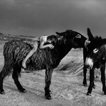 <p><b>Cristina Garcia Rodero</b>, <i>Two donkeys with a kid on one. Escobar, Spain. September 1988.</i></p>