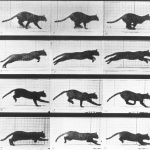 <p><b>Eadweard Muybridge</b>, <i>Cat; trotting; change to gallop</i>, 1884-87.</p>