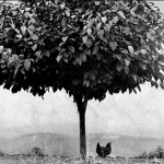 <p><b>Édouard Boubat</b>, <i>L arbre et la Poule</i>, 1950.</p>