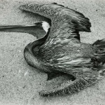 <p><b>Edward Weston</b>, <i>Pelican</i>, 1942.</p>