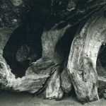 <p><b>Edward Weston</b>, <i>Stump. Moonstone Beach</i>, 1937.</p>