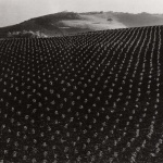 <p><b>Edward Weston</b>, <i>Tomato Field, Big Sur</i>, 1937.</p>