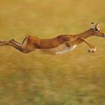 <p><b>Frans Lanting</b>, <i>Impala leaping, Aepyceros melampus, Masai Mara Reserve, Kenya</i>.</p>