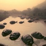 <p><b>Frans Lanting</b>, <i>Giant tortoises in pond, Geochelone nigra, Alcedo Volcano, Galapagos Islands</i>.</p>