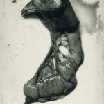 <p><b>Frederick Sommer</b>, <i>Chicken</i>, 1939.</p>