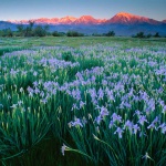 <p><b>Galen Rowell</b>, <i>Wild iris at dawn, Bishop</i>, California, 2001.</p>