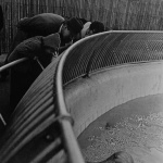 <p><b>Garry Winogrand</b>, <i>Walrus, Central Park Zoo, New York City, 1963.</p>