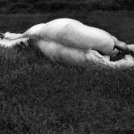 <p><b>George Krause</b>, <i>WHITE HORSE</i>, Maine, 1963.</p>