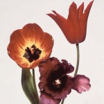 <p><b>Irving Penn</b>, <i>Three Tulips: Red Shine, Black Parrot, Gudoshnik</i>, New York, 1967.</p>
