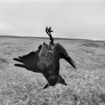 <p><b>Josef Koudelka</b>, <i>IRELAND. 1978.</i></p>