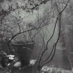 <p><b>Josef Sudek</b>, <i>Summer Shower in the Magic Garden</i>, 1954-59.</p>