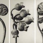 <p><b>Karl Blossfeldt</b>, <i>Polypodiaceae aspidieae</i>, 1928. Left to right: Polypodiaceae aspidieae (enlarged 4 times); Vaccinium corymbosum (enlarged 8 times); Polystichum falcatum (enlarged 5 times).</p>