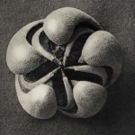 <p><b>Karl Blossfeldt</b>, <i>Blumenbachia hieronymi (Loasaceae), magnified 8 times</i>, 1920s.</p>
