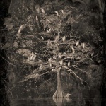 <p><b>Keith Carter</b>, <i>Nesting Tree</i>, 2012.</p>